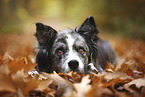 blue-merle Australian Shepherd