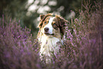 red-tri Australian Shepherd