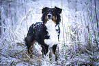 black-tri Australian Shepherd