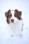 red-tri Australian Shepherd