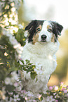 blue-merle Australian Shepherd