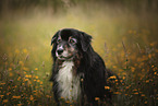 Australian Shepherd