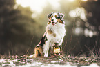 Australian Shepherd
