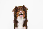 Australian Shepherd