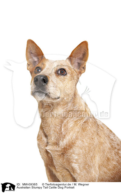 Australian Stumpy Tail Cattle Dog Portrait / MW-09365