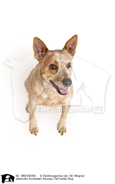 sitzender Australian Stumpy Tail Cattle Dog / MW-09369