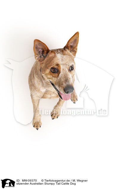 sitzender Australian Stumpy Tail Cattle Dog / MW-09370