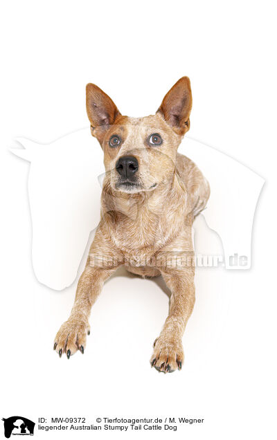 liegender Australian Stumpy Tail Cattle Dog / MW-09372