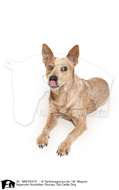 liegender Australian Stumpy Tail Cattle Dog / MW-09374