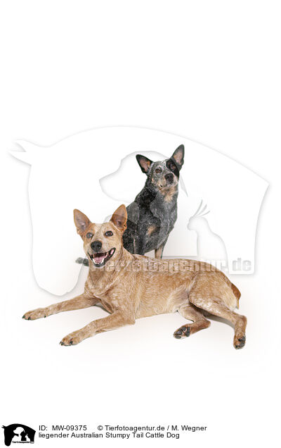 liegender Australian Stumpy Tail Cattle Dog / MW-09375