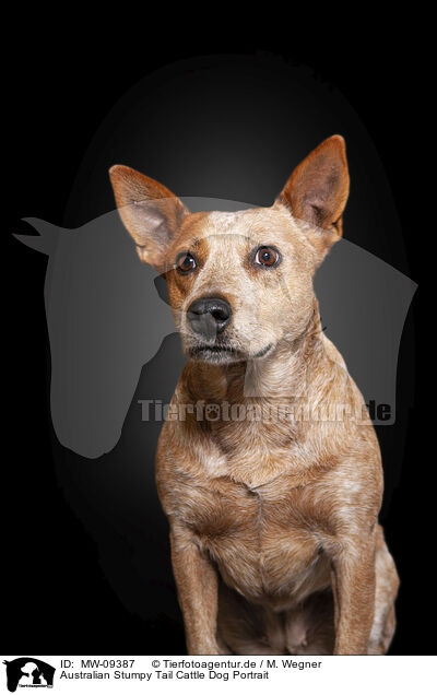 Australian Stumpy Tail Cattle Dog Portrait / MW-09387