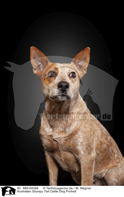 Australian Stumpy Tail Cattle Dog Portrait / MW-09388