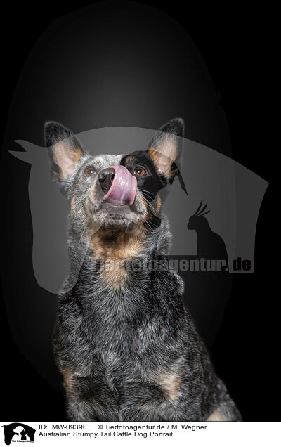 Australian Stumpy Tail Cattle Dog Portrait / MW-09390