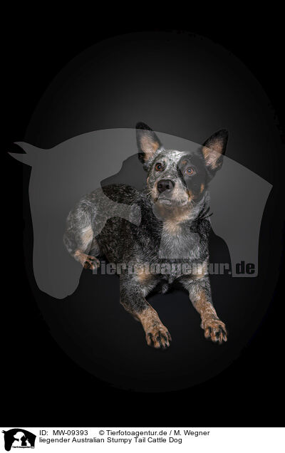 liegender Australian Stumpy Tail Cattle Dog / lying Australian Stumpy Tail Cattle Dog / MW-09393