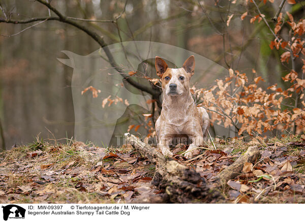 liegender Australian Stumpy Tail Cattle Dog / MW-09397