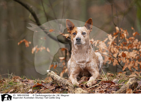 liegender Australian Stumpy Tail Cattle Dog / MW-09398