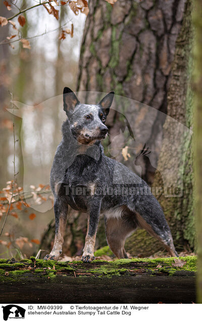 stehender Australian Stumpy Tail Cattle Dog / MW-09399