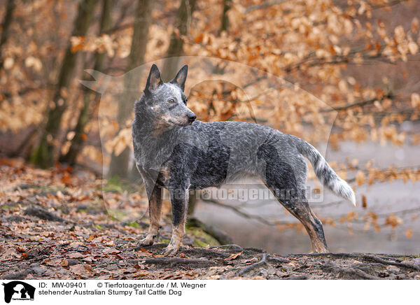 stehender Australian Stumpy Tail Cattle Dog / MW-09401