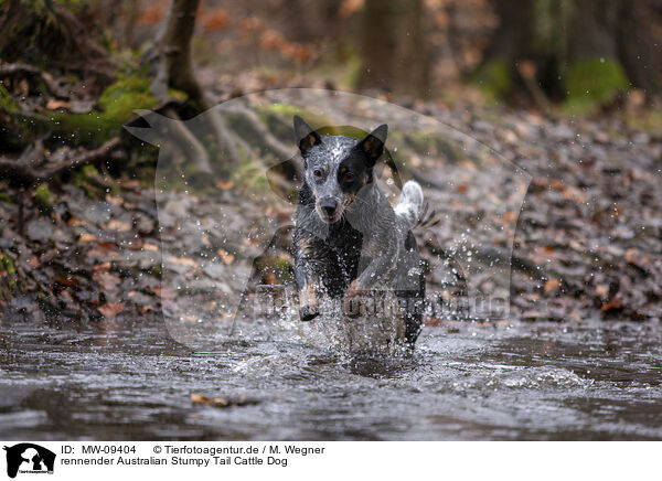 rennender Australian Stumpy Tail Cattle Dog / running Australian Stumpy Tail Cattle Dog / MW-09404