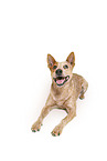 liegender Australian Stumpy Tail Cattle Dog