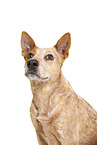 Australian Stumpy Tail Cattle Dog Portrait