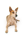 liegender Australian Stumpy Tail Cattle Dog