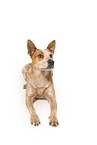 liegender Australian Stumpy Tail Cattle Dog