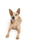 liegender Australian Stumpy Tail Cattle Dog