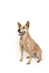 sitzender Australian Stumpy Tail Cattle Dog