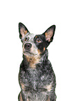 Australian Stumpy Tail Cattle Dog Portrait