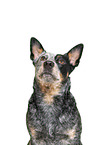 Australian Stumpy Tail Cattle Dog Portrait