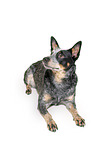 liegender Australian Stumpy Tail Cattle Dog