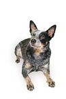 liegender Australian Stumpy Tail Cattle Dog