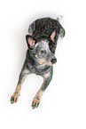 liegender Australian Stumpy Tail Cattle Dog