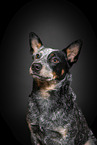 Australian Stumpy Tail Cattle Dog Portrait