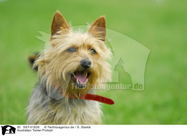 Australian Terrier Portrait / SST-01626
