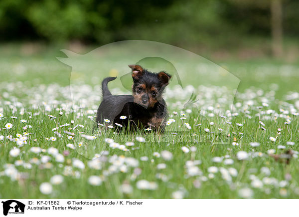 Australian Terrier Welpe / KF-01582