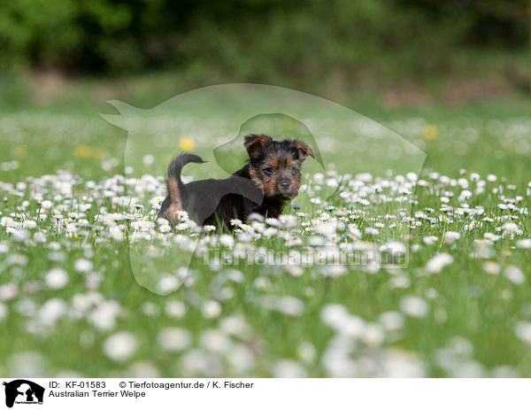 Australian Terrier Welpe / Australian Terrier puppy / KF-01583