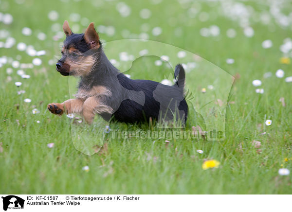 Australian Terrier Welpe / KF-01587