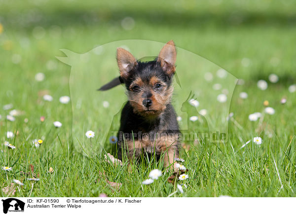 Australian Terrier Welpe / KF-01590