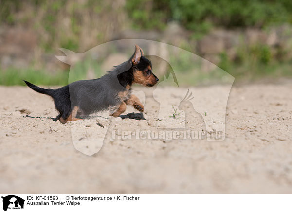 Australian Terrier Welpe / KF-01593