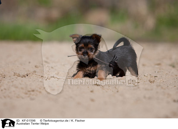 Australian Terrier Welpe / KF-01596