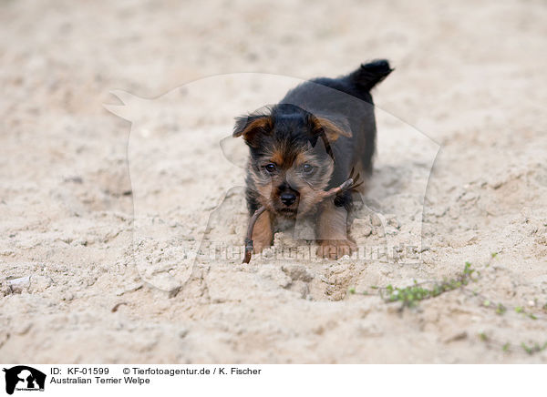 Australian Terrier Welpe / KF-01599