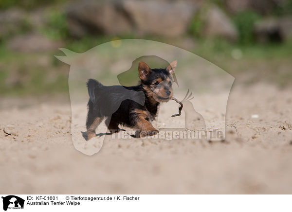 Australian Terrier Welpe / KF-01601