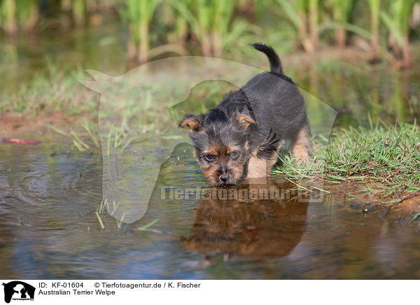 Australian Terrier Welpe / KF-01604