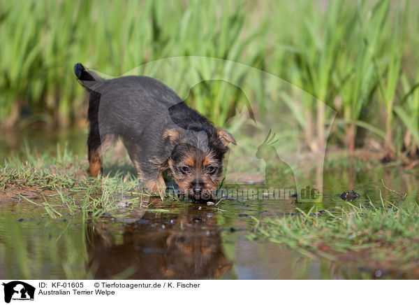 Australian Terrier Welpe / KF-01605