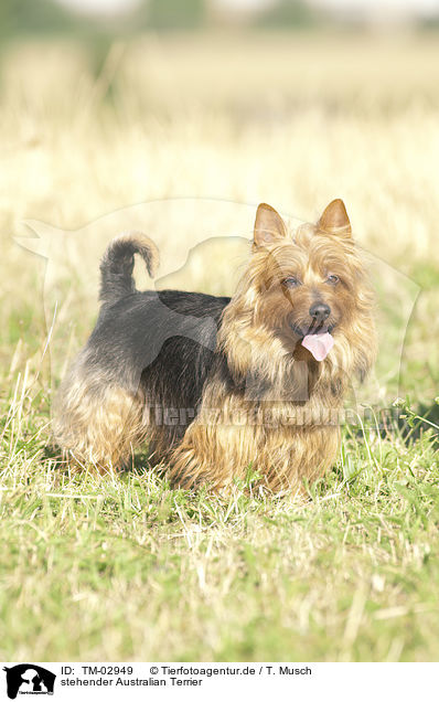 stehender Australian Terrier / TM-02949