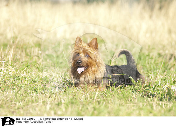 liegender Australian Terrier / TM-02950