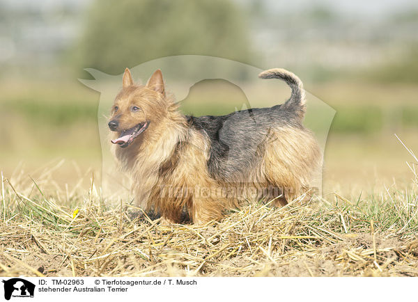 stehender Australian Terrier / standing Australian Terrier / TM-02963