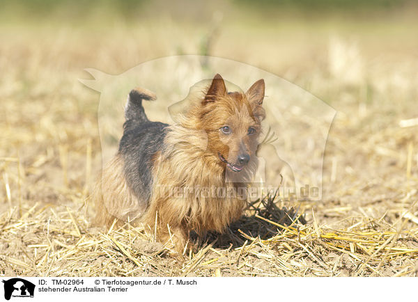 stehender Australian Terrier / TM-02964